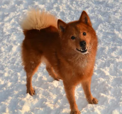 Карельская лайка в горах: красивое фото собаки