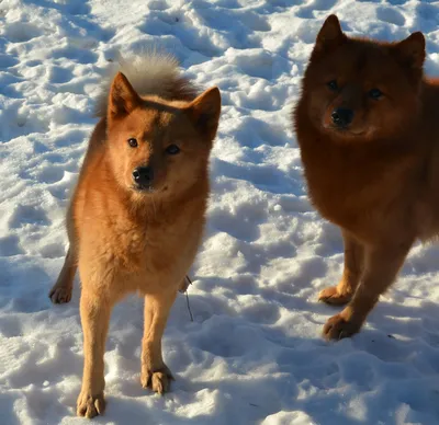 Карельская лайка и ее хозяин: фотография дружелюбной собаки
