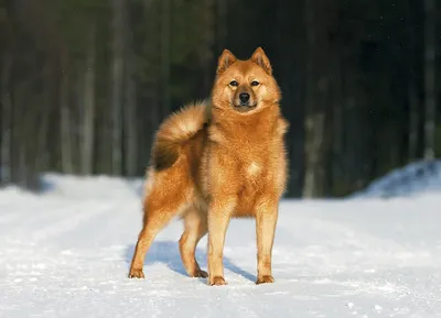 Карельская лайка в полете: красивое фото собаки