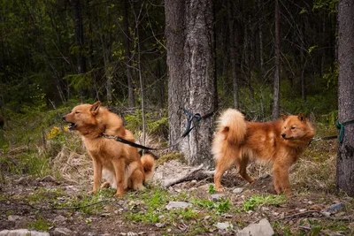 Карельская лайка и ее любимое занятие: фотография занятой собаки