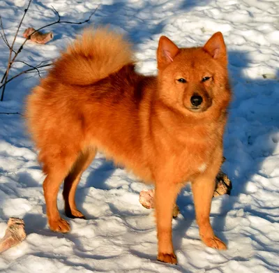 Карельская лайка и ее любимый вид спорта: фотография спортивной собаки