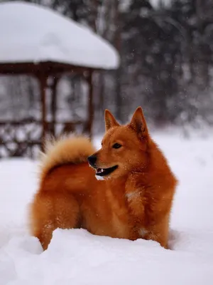Карельская лайка и ее любимая прогулка: фотография счастливой собаки
