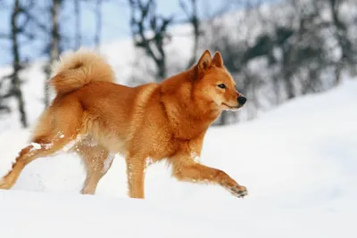 Карельская лайка и ее любимая погода: фотография счастливой собаки