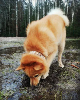 Карельская лайка и ее любимый парк: фотография счастливой собаки