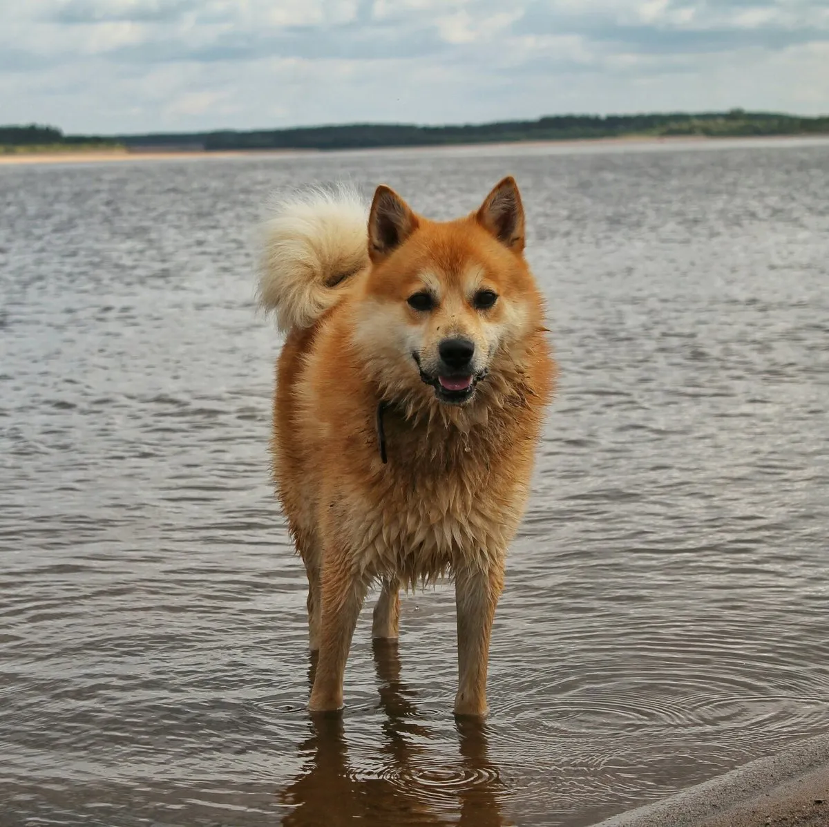Смотреть фото собаки порода Карело-финская