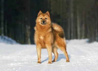 Карельская лайка на лугу: красивое фото собаки