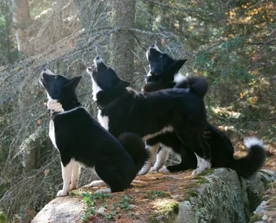 Фотографии карельской медвежьей собаки: прикоснитесь к природе