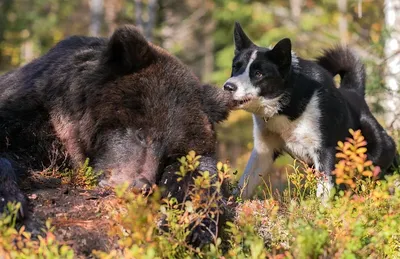 Картинки карельской медвежьей собаки: украсьте свой сайт прекрасными снимками