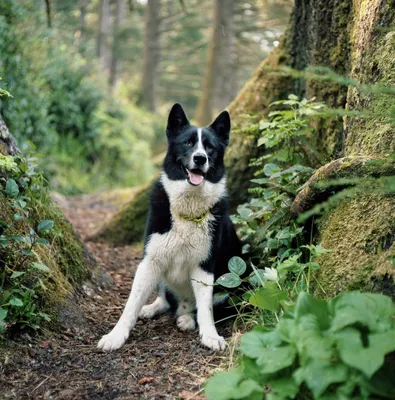 Фотографии карельской медвежьей собаки: увидьте красоту зверьков с другой стороны