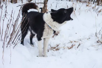 Карельская медвежья собака: фото в высоком разрешении