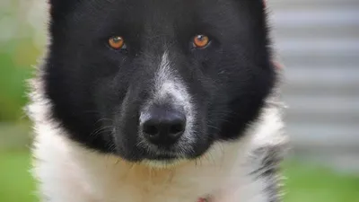 Карельская медвежья собака: фото с близкого расстояния