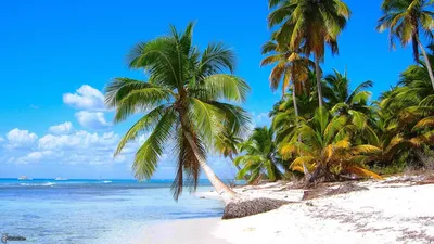 Фото Карибы пляж - путешествие по пляжам Карибов на фото
