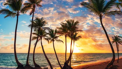 Фото Карибы пляж - пляжи Карибов с пальмами на фото