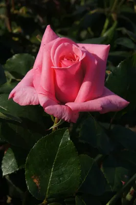 Фото Карины розы в формате jpg