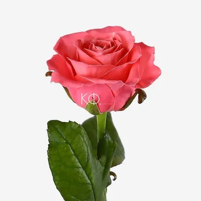 Карина роза для вашего украшения