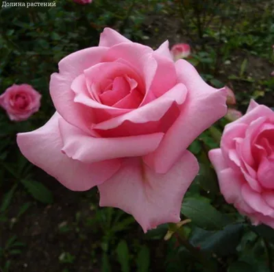 Фотография Карины розы для скачивания