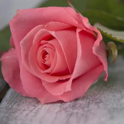 Карина роза в стиле фотографии