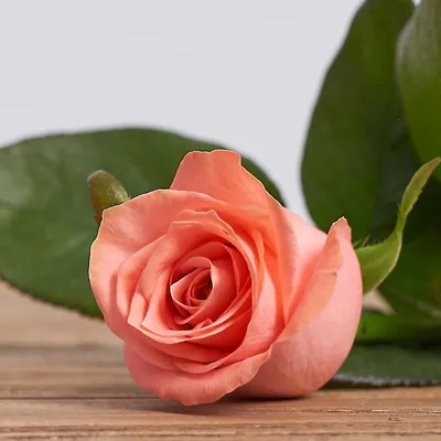 Фотка Карины розы в различных форматах
