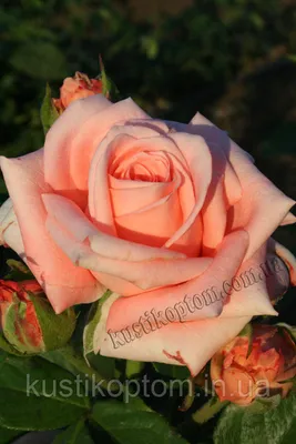 Карина роза в красивом исполнении