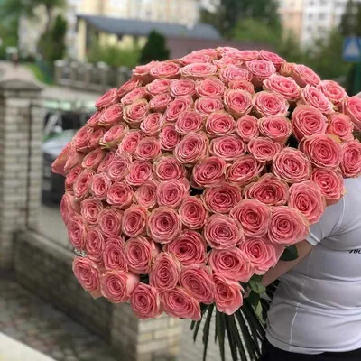 Фото розы Карины в естественном размере