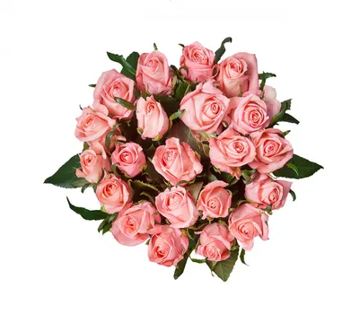 Фото розы Карины в форматах jpg, png, webp