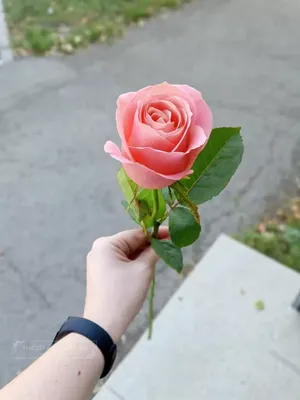 Изображение Карины розы для скачивания в png формате