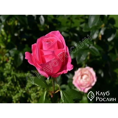 Карина роза в формате webp для удобства загрузки