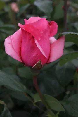 Фотография Карины розы в webp формате