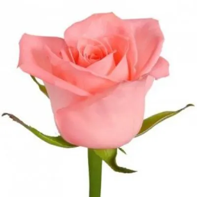 Карина роза в сочных цветах