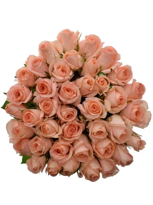 Карина роза в качественном изображении для вашего выбора.