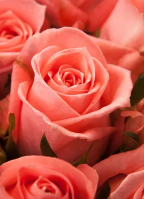 Фото розы Карины в разных форматах