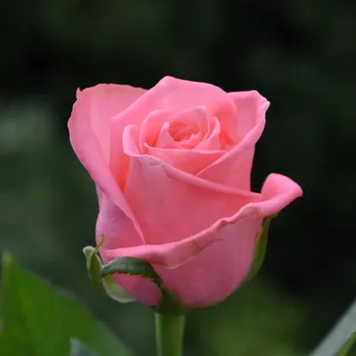 Изображение розы Карины в png формате