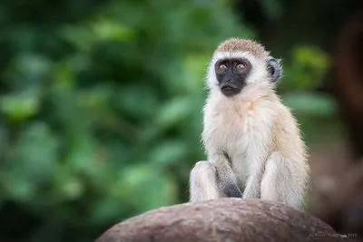 Очарование обезьян: захватывающие моменты с карликовыми мартышками.