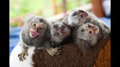 Обаяние обезьян: карликовые мартышки в объективе фотокамеры.