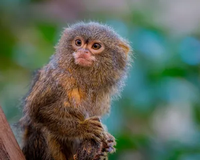 Обаятельные обезьянки: красочные изображения карликовых мартышек 4K