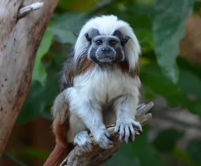 Full HD изображения карликовых обезьян: лучшие фото на ваш телефон