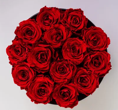 Фотографии карликовых роз: великолепие в каждой детали
