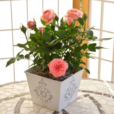 Карликовые розы букет в разных размерах: выбирайте и скачивайте