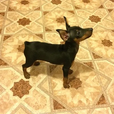 Фото карликового пинчера: маленькая собака, большая личность