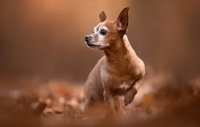 Изображения карликовых пинчеров: маленькие собаки с большой любовью