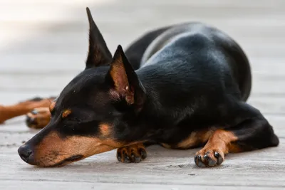 Фото карликовых пинчеров: маленькие собаки с большими ушами и носами