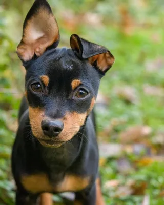 Карликовый пинчер: фотографии маленьких собак с большой смелостью