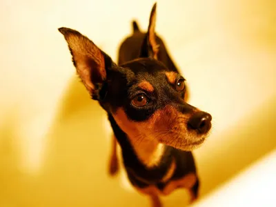 Карликовый пинчер: фотографии маленьких собак с большими сердцами и ушами