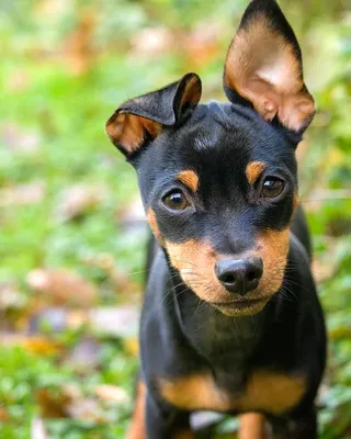 Карликовый пинчер: фотографии маленьких собак с большими ушами и носами