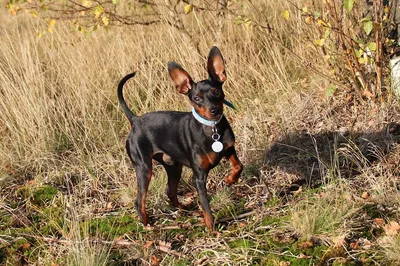 Карликовый пинчер: фотографии маленьких собак с большой силой и ушами