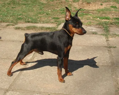 Карликовый пинчер: фото маленькой собаки с большими ушами