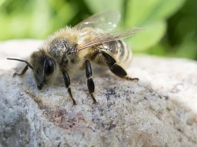 Карпатская пчела  фото