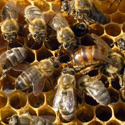 Уникальные снимки пчел в формате JPG