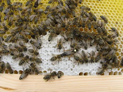 Скачать бесплатно фото пчел в формате JPG