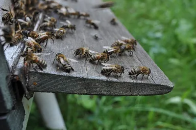 Карпатская порода пчел: фотографии в формате 4K
